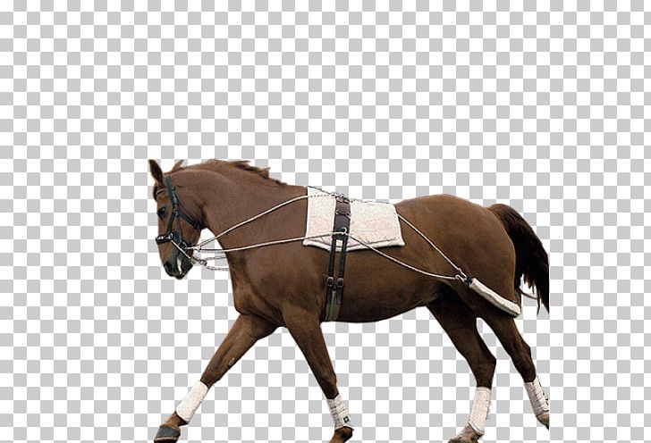 Hunt Seat Breeching Bridle Saddle Horse Harnesses PNG, Clipart, Bridle, English Riding, Equestrian, Equestrianism, Equestrian Sport Free PNG Download