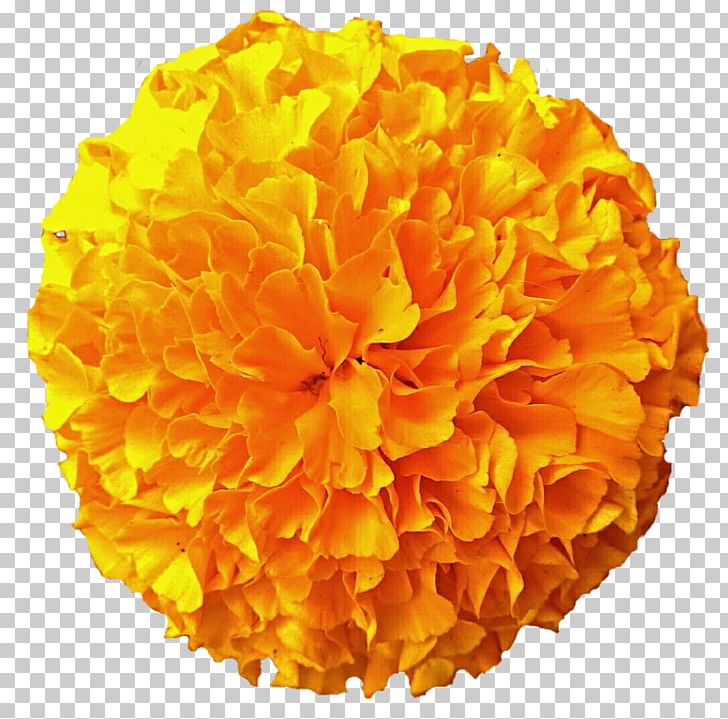 Mexican Marigold Flower PNG, Clipart, Blog, Calendula, Clip Art, Cut Flowers, Dahlia Free PNG Download