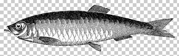 Sardine Meating PNG, Clipart, Animal Figure, Artwork, Black And White, Fauna, Fish Free PNG Download