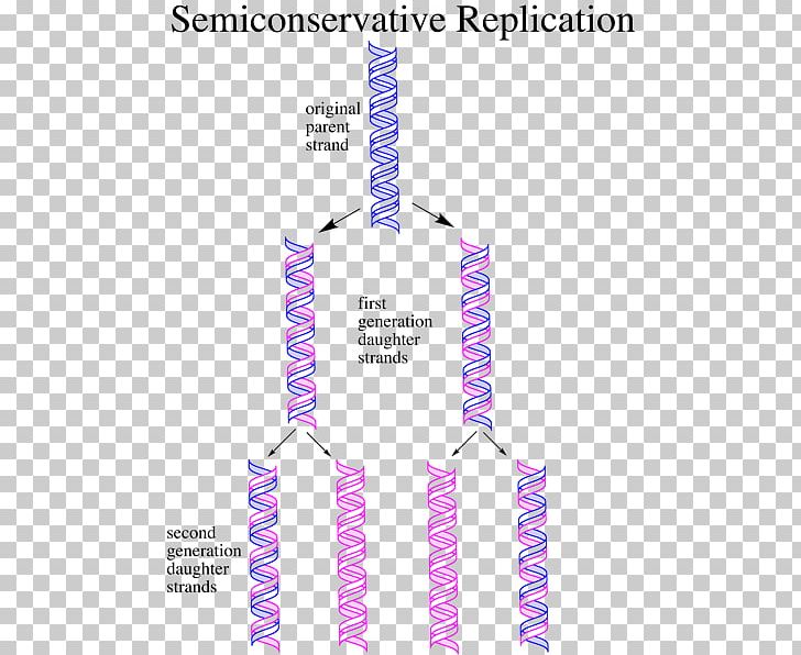 Semiconservative Replication DNA Replication Nucleic Acid Meselson–Stahl Experiment PNG, Clipart, Acid, Angle, Area, Biochemistry, Biology Free PNG Download