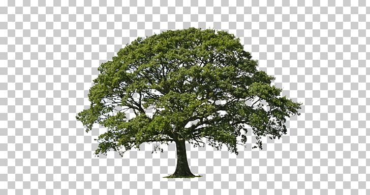 Tree Willow Oak Weeping Willow Certified Arborist PNG, Clipart, Arborist, Branch, Certified Arborist, Forest, Grass Free PNG Download