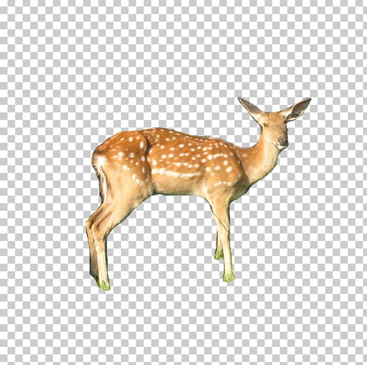 White-tailed Deer Sika Deer PNG, Clipart, Animal, Animals, Antelope, Antler, Christmas Deer Free PNG Download