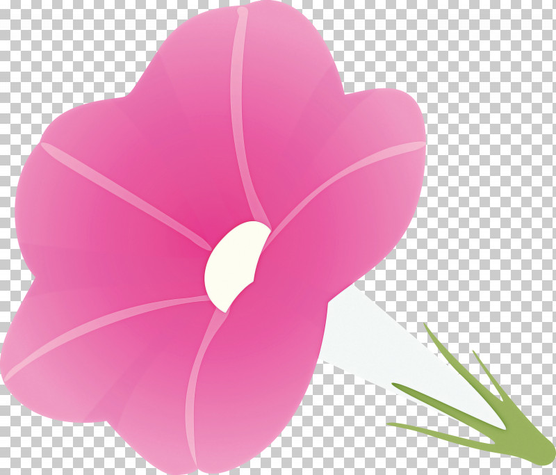 Morning Glory Flower PNG, Clipart, Anthurium, Flower, Heart, Herbaceous Plant, Magenta Free PNG Download