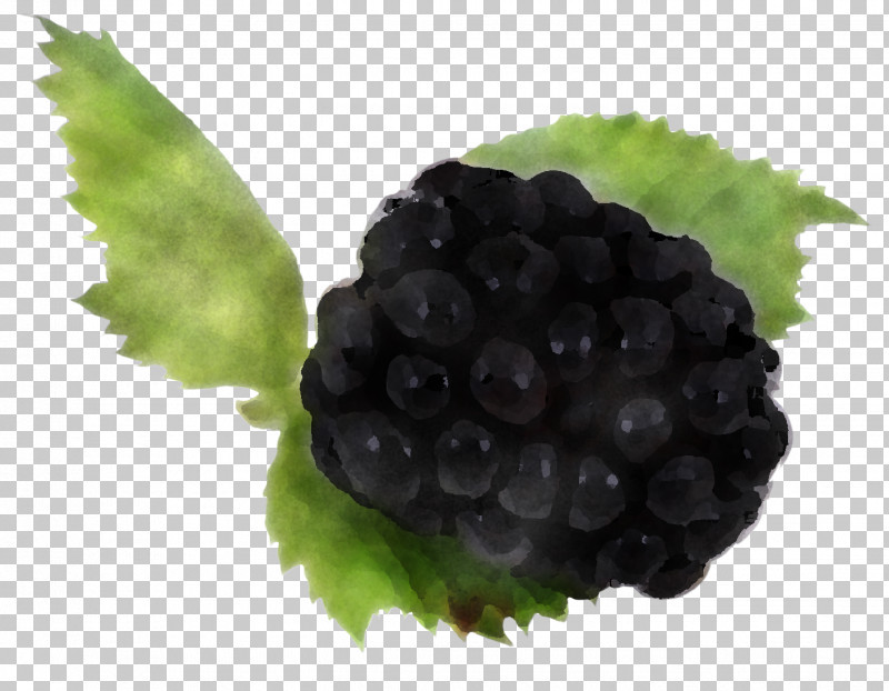 Blackberry Berry Grape Fruit Rubus PNG, Clipart, Berry, Blackberry, Dewberry, Food, Fruit Free PNG Download