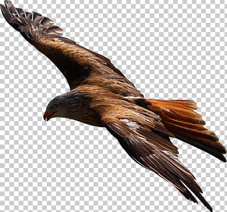 Bird Flight Bald Eagle White-tailed Eagle Gulls PNG, Clipart, Accipitriformes, Animals, Bald Eagle, Beak, Bird Free PNG Download