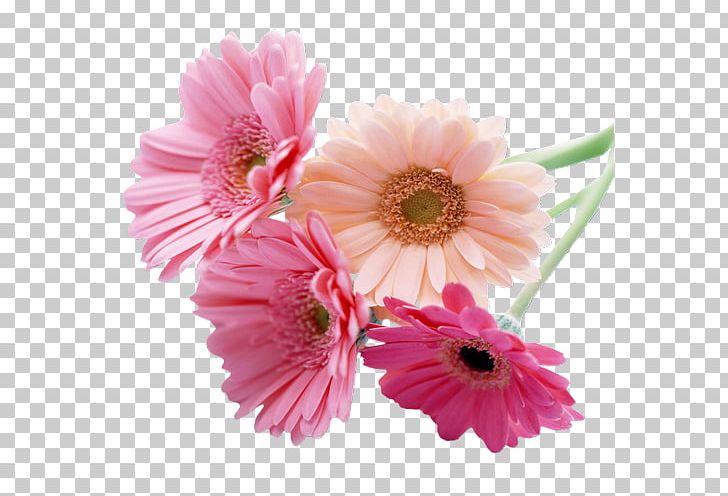 Desktop Cut Flowers Transvaal Daisy Deity America PNG, Clipart, Annual Plant, Artificial Flower, Blog, Chrysanths, Cut Flowers Free PNG Download