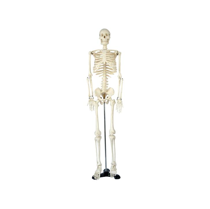 Human Skeleton Human Body Anatomy Sinus PNG, Clipart, Anatomy, Arm, Bone, Fantasy, Figurine Free PNG Download