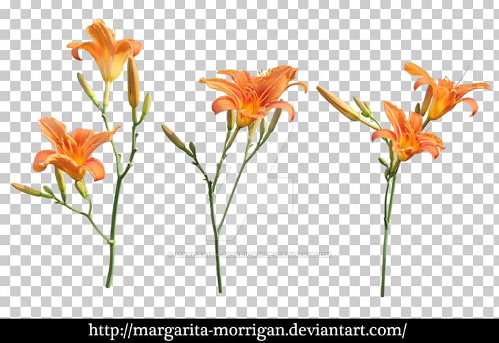 Margarita Orange Lily Plants Flower Branch Of Apple Blossoms PNG, Clipart, Art, Branch Of Apple Blossoms, Cut Flowers, Daylily, Deviantart Free PNG Download