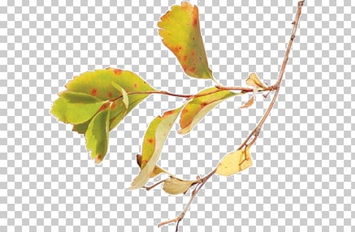 Twig Bud Plant Stem Leaf Petal PNG, Clipart, Branch, Bud, Drift, Leaf, Petal Free PNG Download