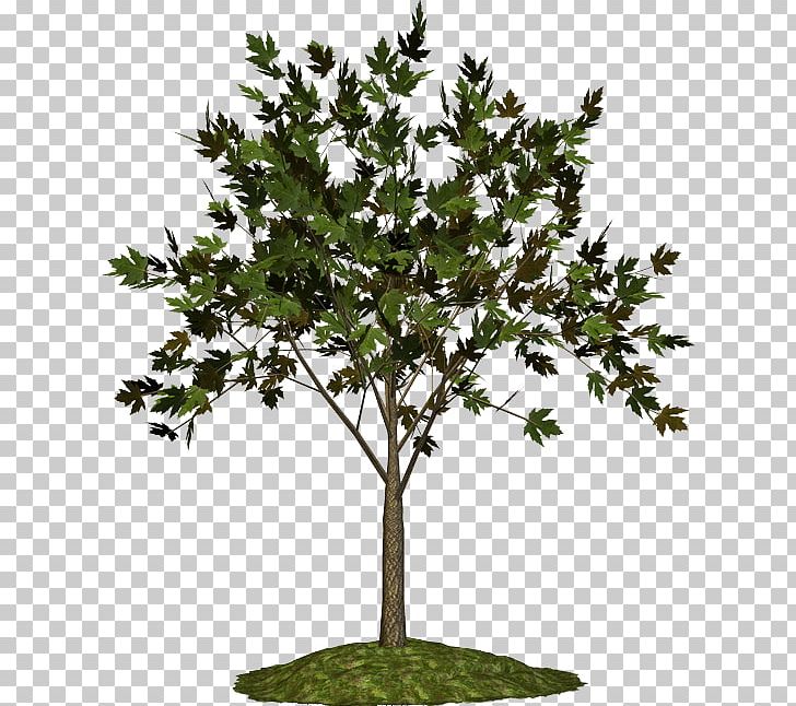 Twig Plant Stem Shrub Evergreen Leaf PNG, Clipart, Agac, Agac Resimleri, Branch, Cari, Evergreen Free PNG Download