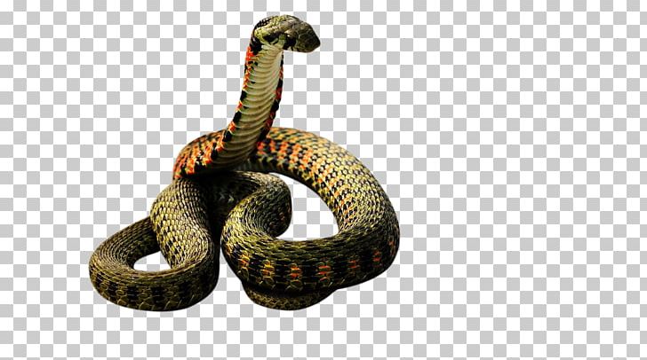 Venomous Snake Vipers Reptile PNG, Clipart, Animal, Animal Bite, Animals, Boa Constrictor, Cartoon Snake Free PNG Download