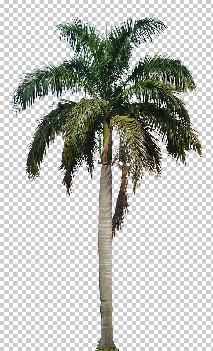 Arecaceae Roystonea Regia PNG, Clipart, Arecaceae, Arecales, Areca Palm, Attalea Speciosa, Borassus Flabellifer Free PNG Download