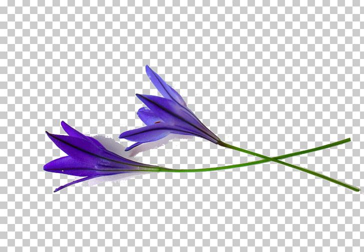 Flower Shoot Pixabay Illustration PNG, Clipart, Blue Abstract, Blue Abstracts, Blue Background, Blue Eyes, Blue Flower Free PNG Download