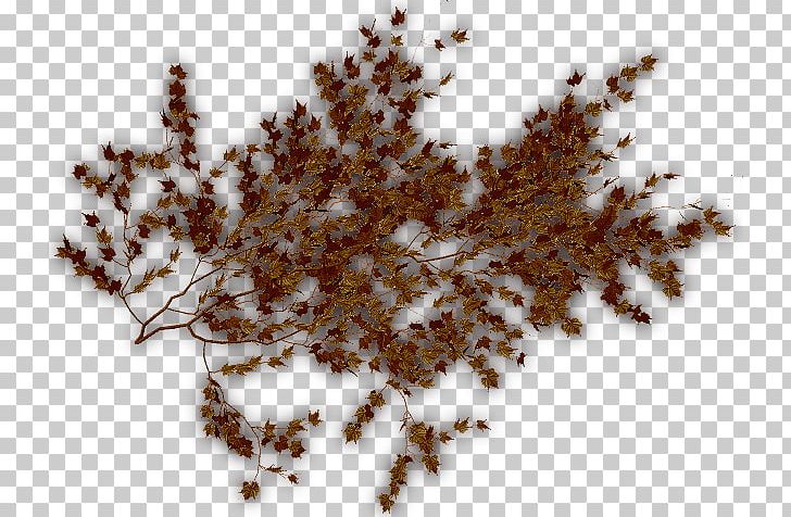 Tree PNG, Clipart, Brown Vine, Tree Free PNG Download