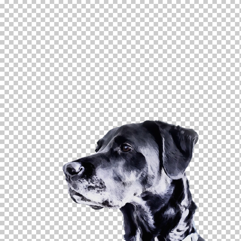 Dog White Great Dane Guard Dog Snout PNG, Clipart, Dog, Great Dane, Guard Dog, Paint, Snout Free PNG Download