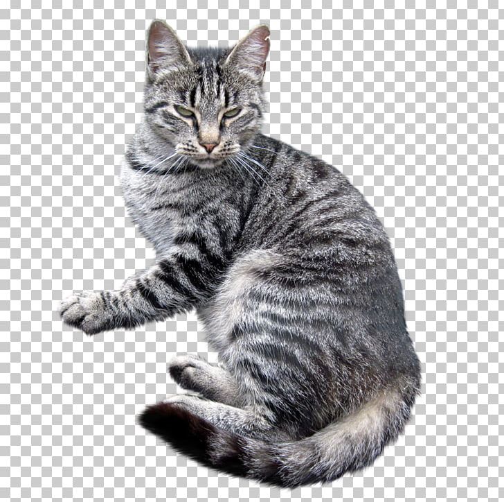 American Shorthair American Bobtail European Shorthair Kurilian Bobtail American Wirehair PNG, Clipart, American Bobtail, American Shorthair, American Wirehair, Animals, Asian Free PNG Download