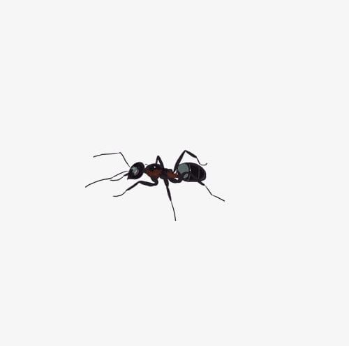 clip art ant