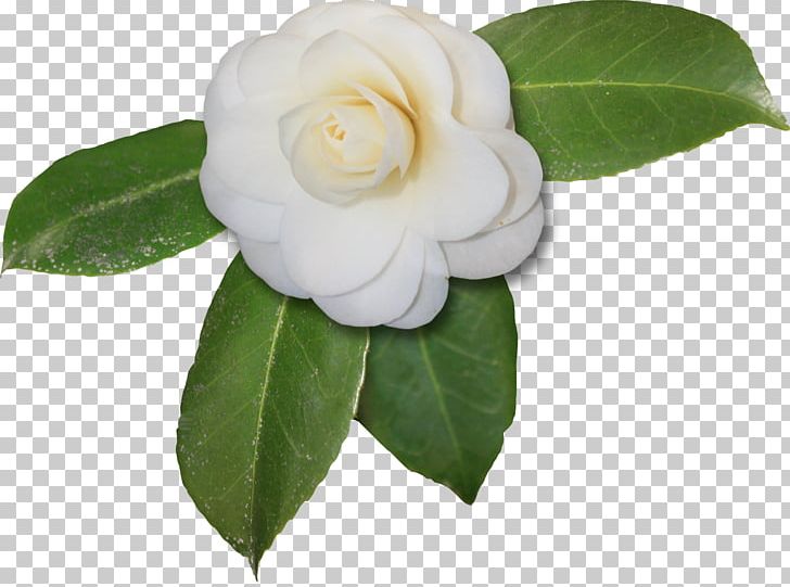 Japanese Camellia Sasanqua Camellia Magnolia Flower PNG, Clipart, Camellia, Camellia Sasanqua, Flower, Flowering Plant, Gardenia Free PNG Download