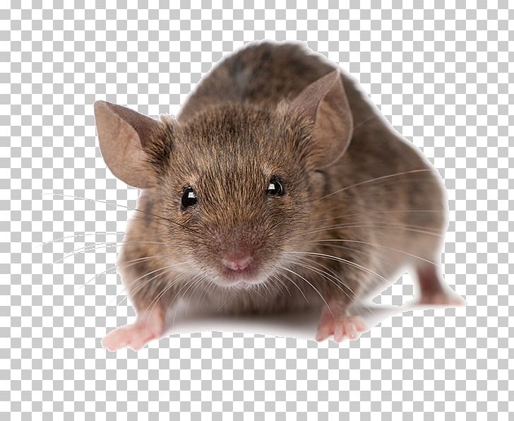 Mouse Rodent Brown Rat Rats And Mice Pest Control PNG, Clipart, Animals, Bed Bug, Black Rat, Brown Rat, Corpus Christi Free PNG Download