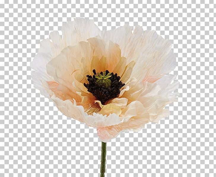Cut Flowers Peony Anemone Petal PNG, Clipart, Anemone, Annual Plant, Cut Flowers, Deko, Flower Free PNG Download