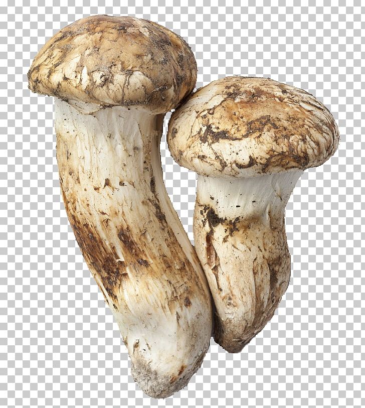 Matsutake Mushroom Photography PNG, Clipart, Agaricaceae, Edible Mushroom, Food, Fungus, Ingredient Free PNG Download