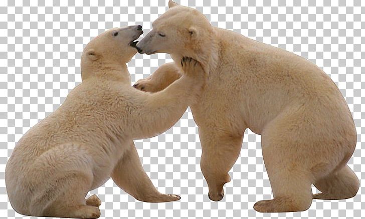Polar Bear PNG, Clipart, Animals, Bear, Bears, Brown Bear, Carnivoran Free PNG Download