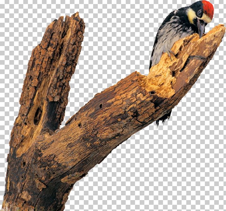 Woodpecker Bird Sparrow Parus Animal PNG, Clipart, Animal, Animals, Bird, Branch, Common Raven Free PNG Download