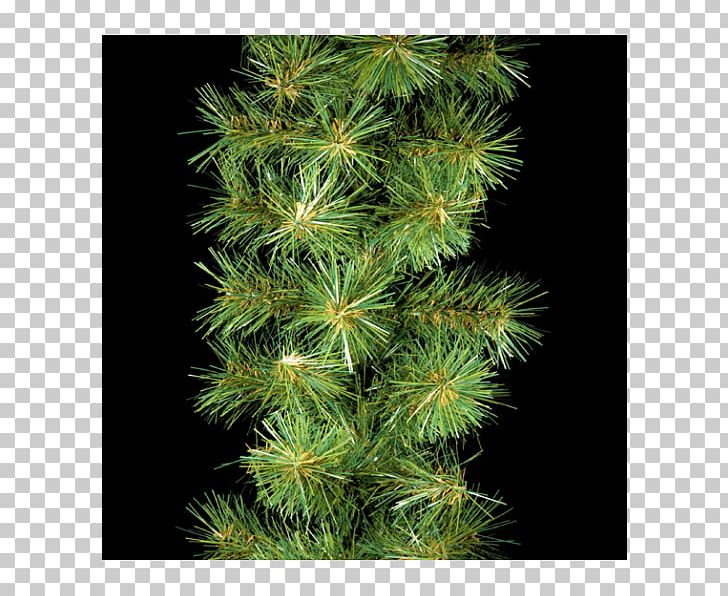 Garland Spruce Conifers Fir Evergreen PNG, Clipart, Aquatic Plant, Biome, Branch, Building, Christmas Free PNG Download