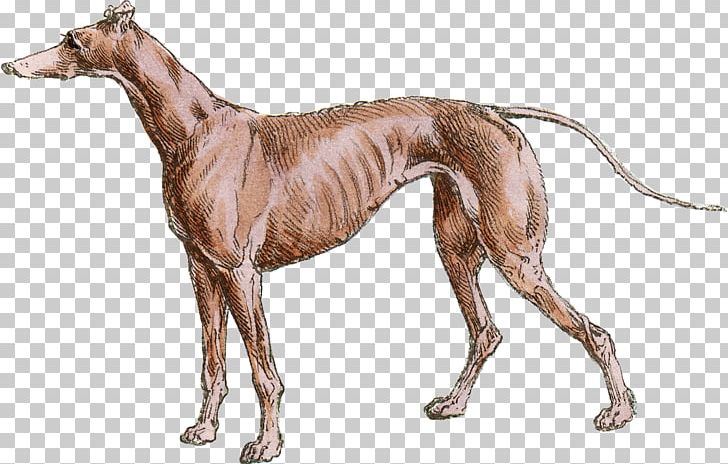 Italian Greyhound Whippet Mudhol Hound Spanish Greyhound PNG, Clipart, Animal Sports, Azawakh, Carnivoran, Chippiparai, Dog Free PNG Download