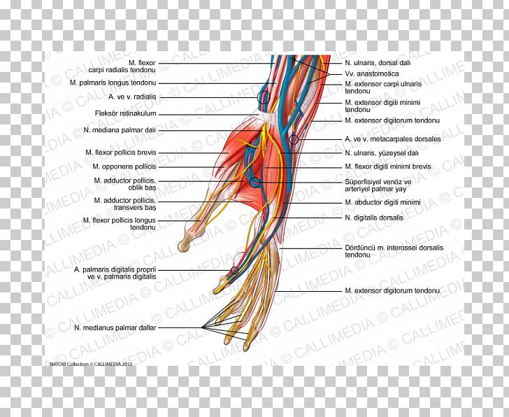 Nerve Hand Forearm Blood Vessel Muscle PNG, Clipart, Arm, Beak, Bird, Blood Vessel, Diagram Free PNG Download