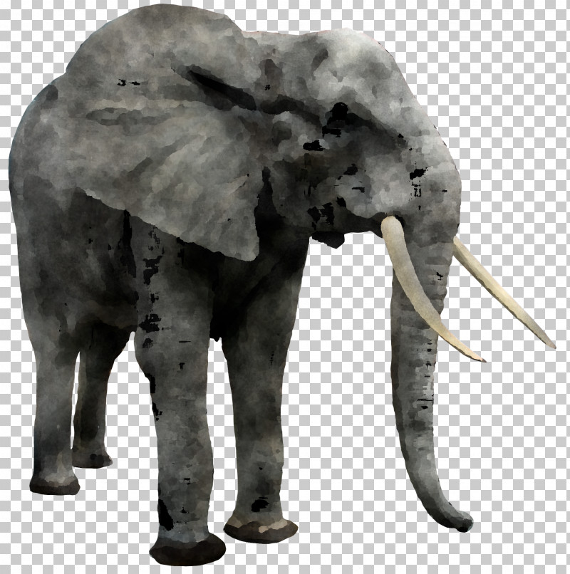 Indian Elephant PNG, Clipart, African Elephant, Animal Figure, Elephant, Indian Elephant, Tusk Free PNG Download