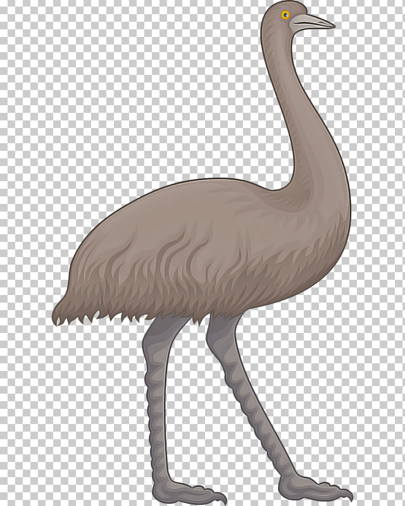 Bird Greater Flamingo Ratite Crane-like Bird Beak PNG, Clipart, Beak, Bird, Cranelike Bird, Emu, Flightless Bird Free PNG Download
