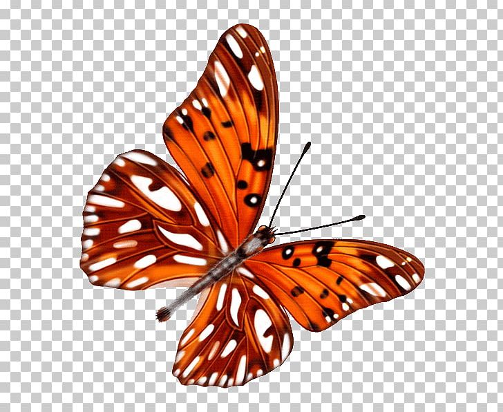 Butterfly Preview PNG, Clipart, Adobe Flash, Brush Footed Butterfly, Color, Download, Insect Free PNG Download