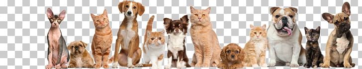 Cat Dog Ferret Veterinarian Pet PNG, Clipart, Animals, Animal Shelter, Brush, Cat, Cat Dog Free PNG Download
