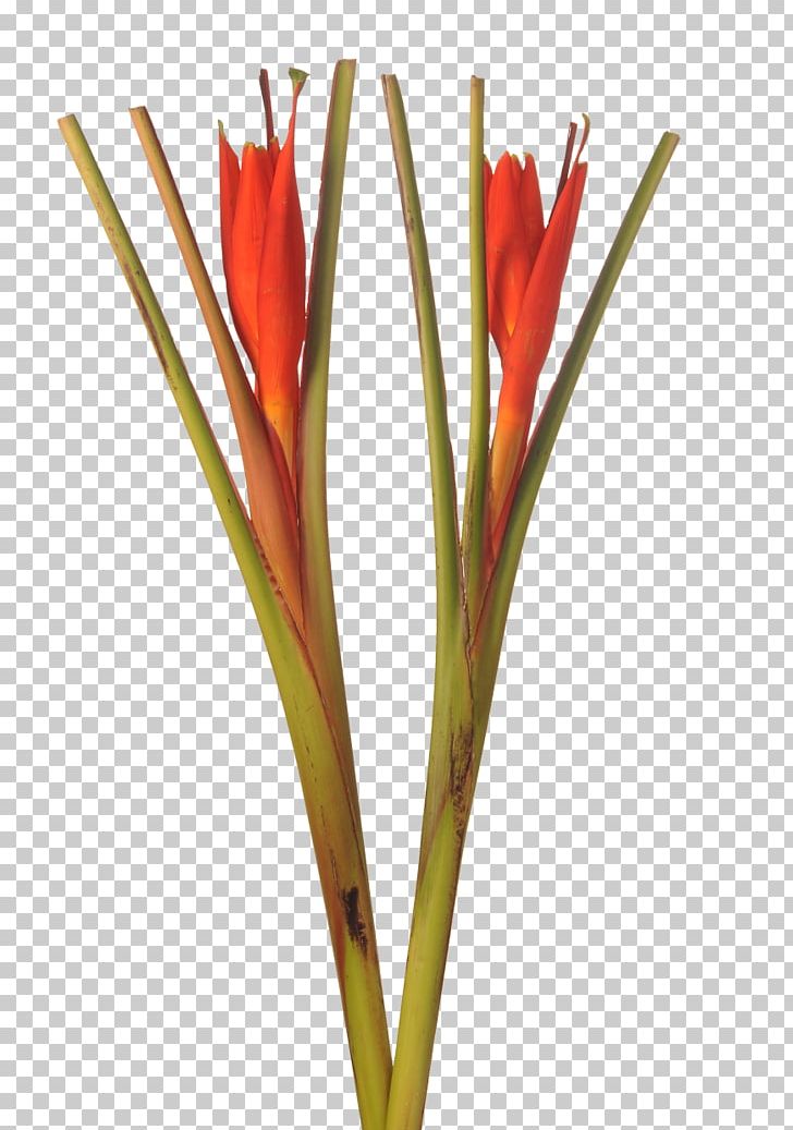 Cut Flowers Plant Lobster-claws Bird Of Paradise Flower PNG, Clipart, Banana, Bananas, Bird Of Paradise Flower, Cut Flowers, Ensete Free PNG Download