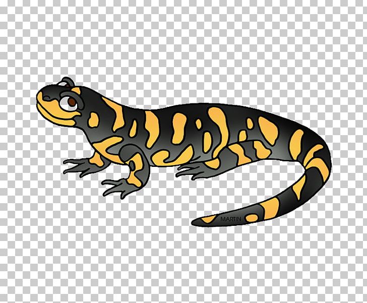 Fire Salamander Toad Animal Newt PNG, Clipart, Amphibian, Animal, Animals, Clip, Fire Salamander Free PNG Download