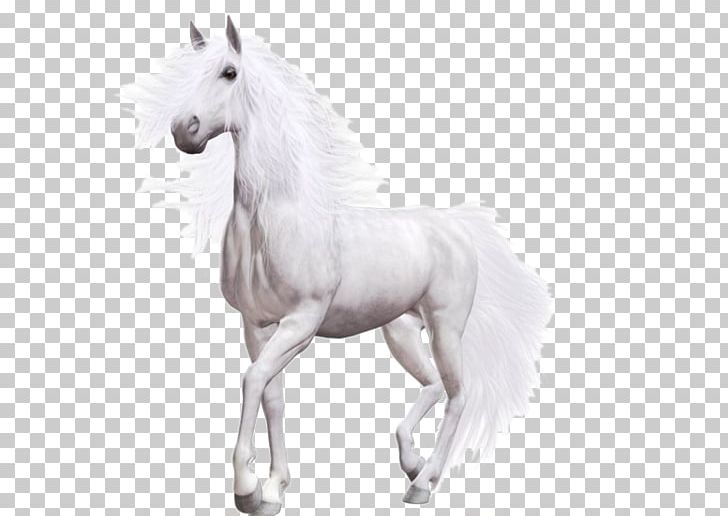 Wild Horse Pony PNG, Clipart, Animals, Background White, Black And White, Black White, Colt Free PNG Download