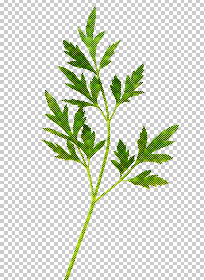 Parsley PNG, Clipart, Anthriscus, Branch, Chervil, Cinquefoil, Culantro Free PNG Download