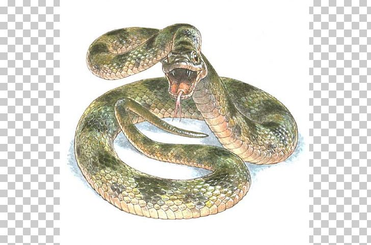 Common Garter Snake Reptile Color Science PNG, Clipart, 1000000, 10000000, Animals, Boa Constrictor, Boas Free PNG Download