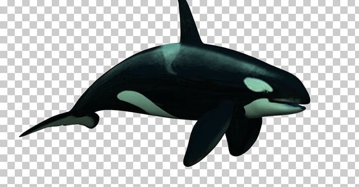Killer Whale Rough-toothed Dolphin Common Bottlenose Dolphin Short-beaked Common Dolphin Tucuxi PNG, Clipart, Animal, Animal Figure, Bottlenose Dolphin, Cetacea, Fauna Free PNG Download