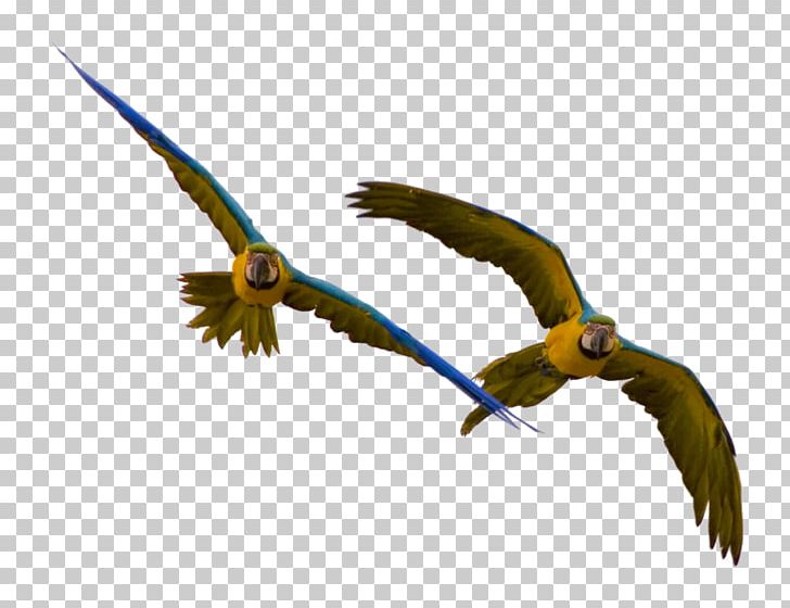 Parrot Bebop 2 Bird Macaw PNG, Clipart, Accipitriformes, Animal, Animals, Animation, Apart Free PNG Download