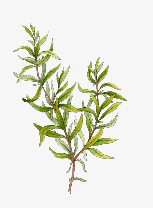 Rosemary Grass PNG, Clipart, Biological, Biological Rosemary Grass, Grass, Grass Clipart, Hand Painted Free PNG Download