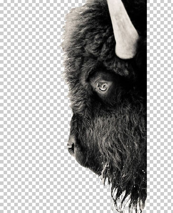 Yellowstone National Park American Bison Gray Wolf Black White White PNG, Clipart, American