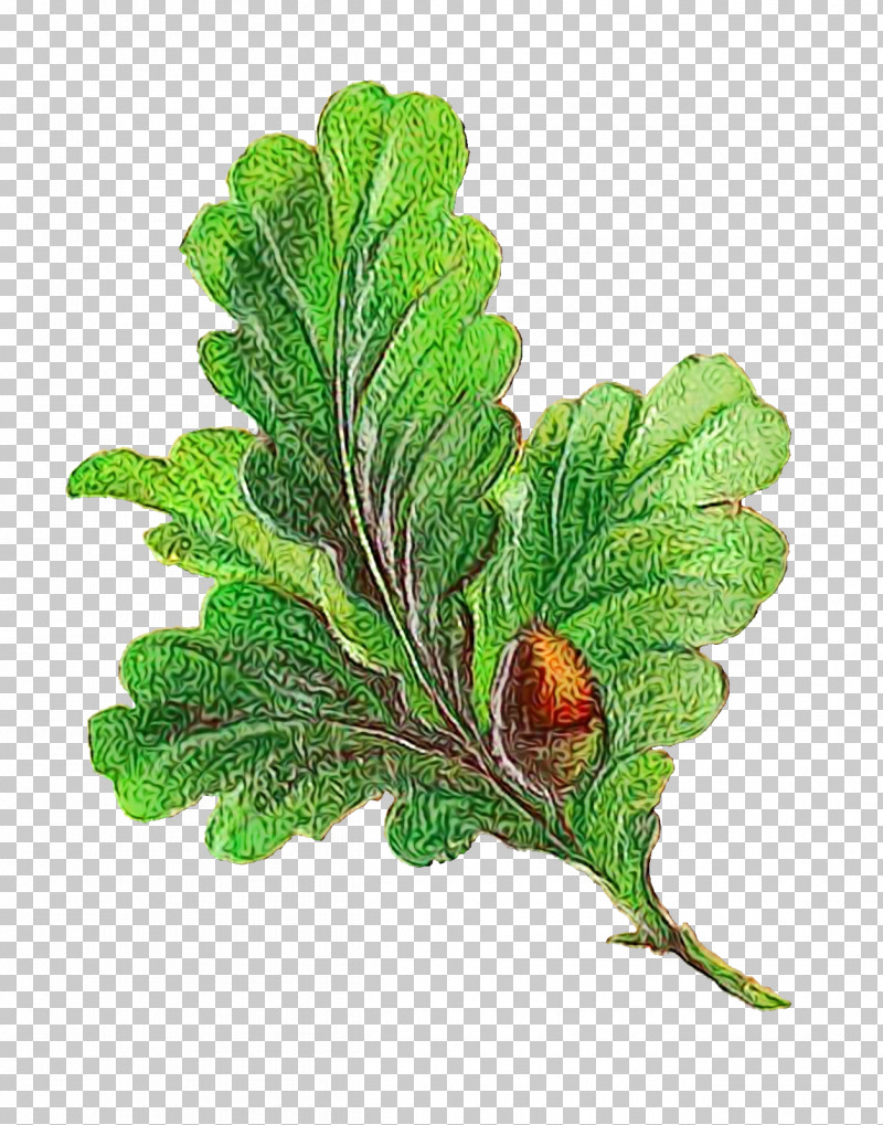 Leaf Plant Stem Leaf Vegetable Tree Herb PNG, Clipart, Biology, Branching, Herb, Leaf, Leaf Vegetable Free PNG Download