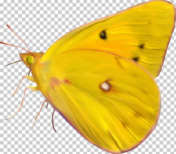 Butterfly Insect Pieridae Gonepteryx Rhamni PNG, Clipart, Arthropod, Brush Footed Butterfly, Butterflies And Moths, Butterfly, Colias Free PNG Download