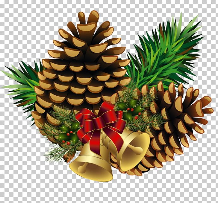 Eastern White Pine Conifer Cone Conifers PNG, Clipart, Christmas Decoration, Christmas Ornament, Cone, Conifer, Conifer Cone Free PNG Download