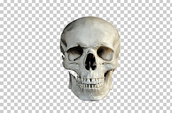 Skull CmapTools Bone PNG, Clipart, Anatomy, Bone, Cmaptools, Dark Art, Fantasy Free PNG Download
