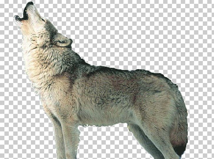 Czechoslovakian Wolfdog Saarloos Wolfdog Kunming Wolfdog Coyote Alaskan Tundra Wolf PNG, Clipart, Alas, Animal, Animals, Animal Track, Canidae Free PNG Download