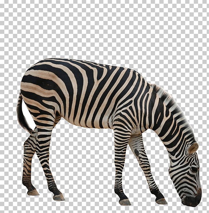 Rhinoceros Giraffe Okapi Zebra Animal PNG, Clipart, Animals, Black And White, Cartoon Zebra Crossing, Elephant, Horse Like Mammal Free PNG Download
