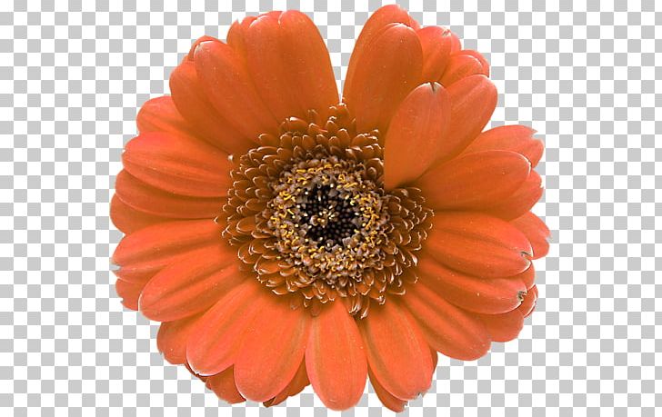 Transvaal Daisy Flower Petal Floral Design PNG, Clipart, Botanical Illustration, Botany, Cut Flowers, Daisy Family, Desktop Wallpaper Free PNG Download